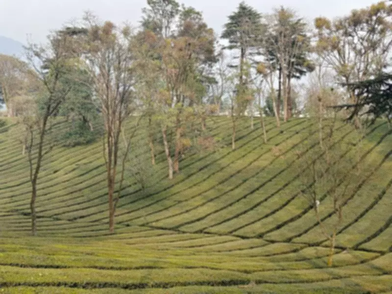 Kangra Valley's Tea and Fruit Crops Face Severe Threat from Extended Dry Spell