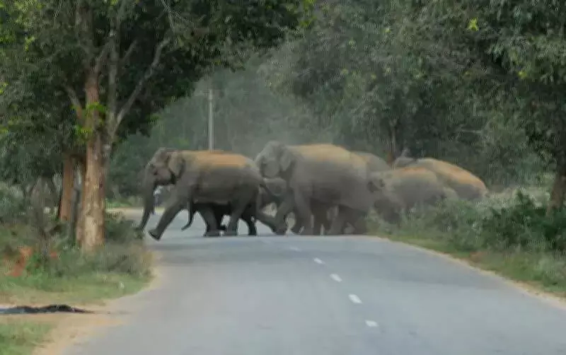 Karnataka Builds 9.6km Railway Barricade to Curb Human-Elephant Conflict in Bandipur