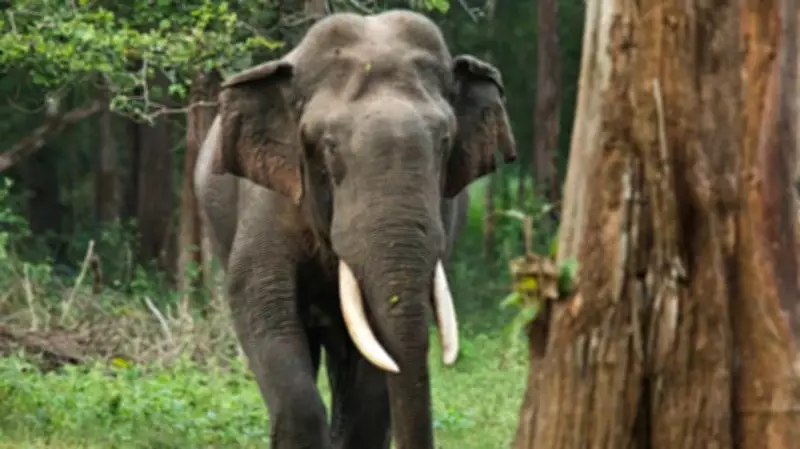 Karnataka Coffee Worker Injured in Wild Elephant Attack, Plantations Declare Holiday