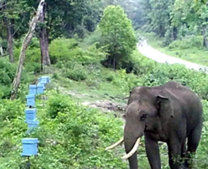 Karnataka Forest Chief Directs Tech Push to Curb Human-Elephant Conflict in Kodagu