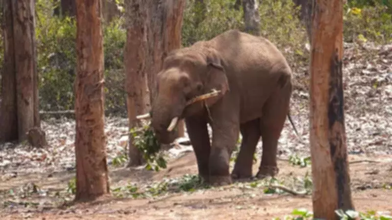 Karnataka Forest Minister Orders Urgent Measures to Tackle Human-Elephant Conflict in Kodagu