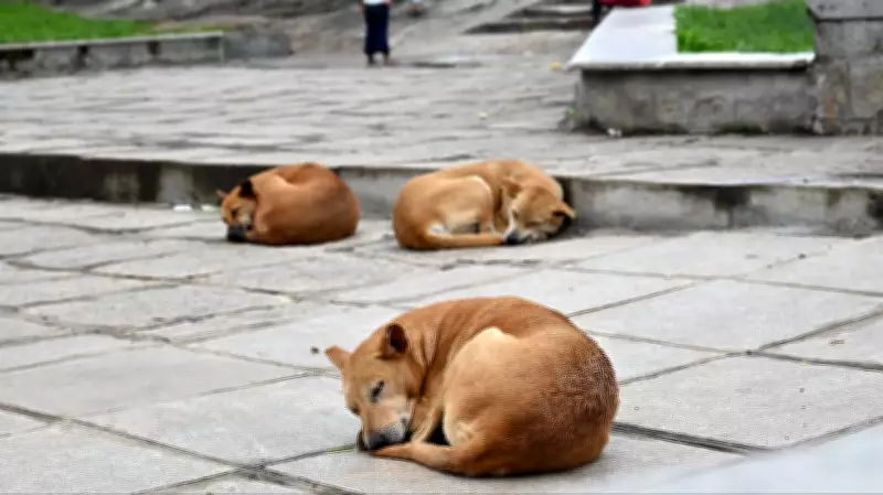 Karnataka Government Initiates Plan for Dog Shelters in Urban Local Bodies