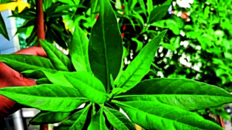 Karnataka High Court Directs Review of Conocarpus Trees Amid Health Concerns