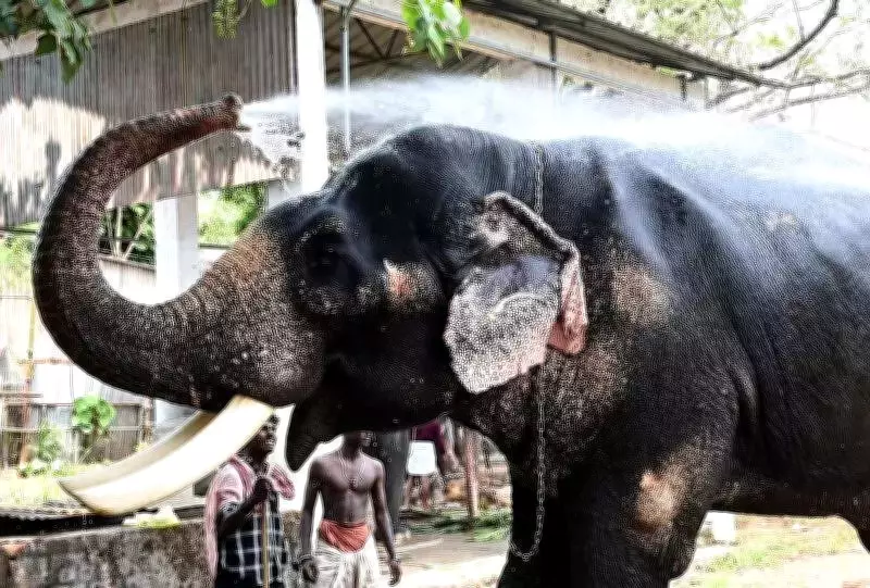 Karnataka Launches Elephant Task Force in Mangaluru to Combat Wild Elephant Menace