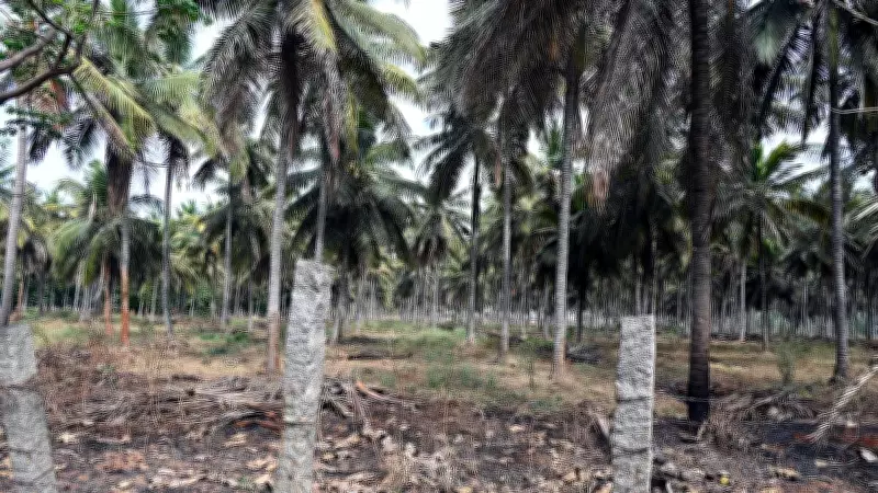Karnataka Minister Reports 12-14% Coconut Crop Infested by Pests