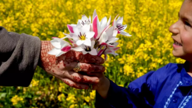 Kashmir's Tulip Bulb Production to Cut National Import Reliance