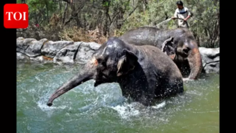Katraj Zoo's 380 Animals Beat Pune Heat with Hydrotherapy and Ice Cakes