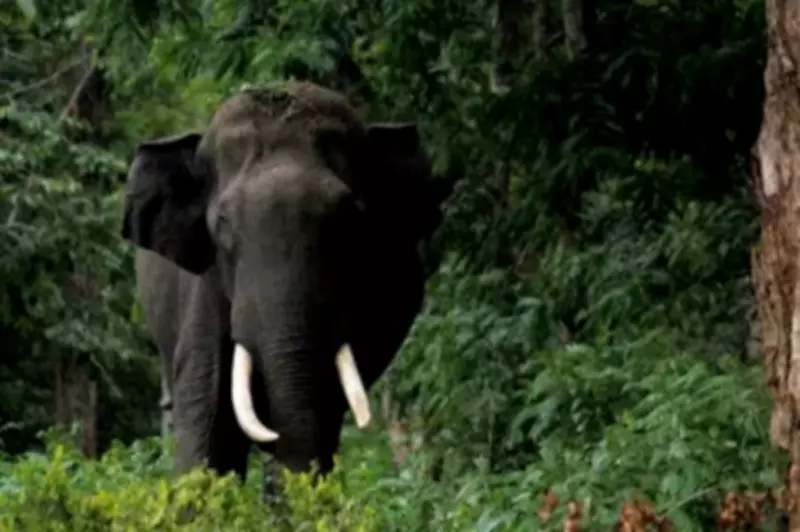 Kerala High Court Directs State to Submit Human-Wildlife Conflict Roadmap