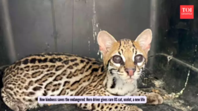 Kind Traveler Rescues Rare Ocelot in Colombia, Sparks Wildlife Chain Reaction