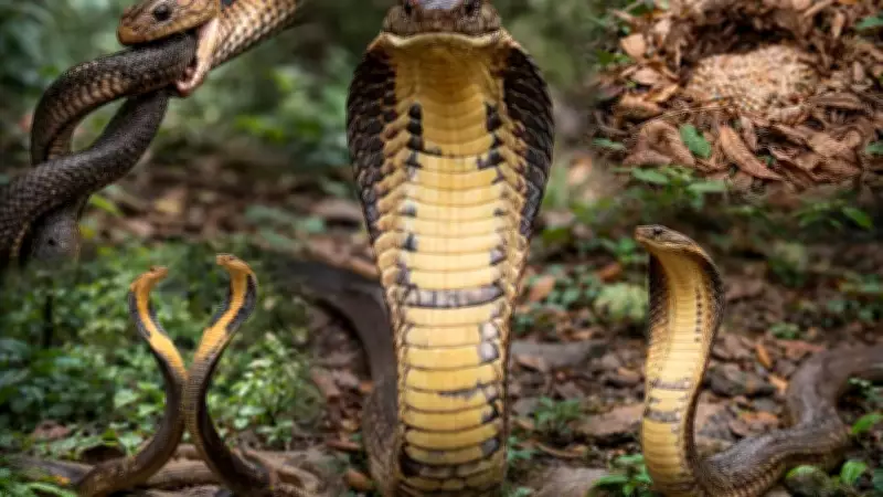 King Cobra: Unique Predator with Distinct Diet, Size, and Nesting Behavior