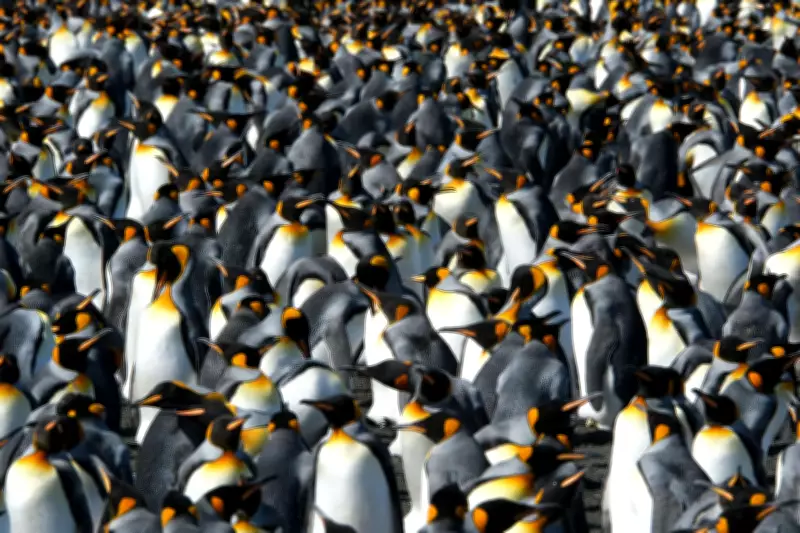 King Penguins Breed Earlier Due to Warming, Boosting Success by 40%