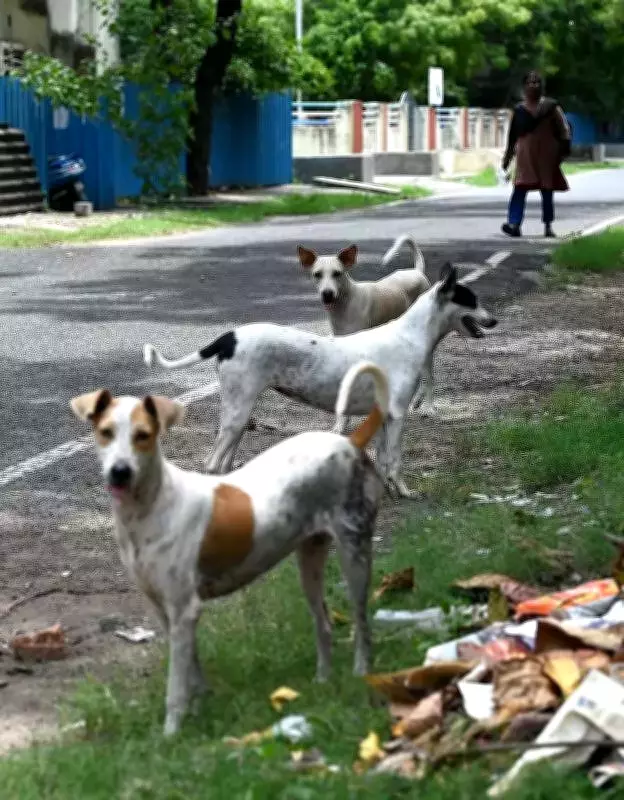 Kochi Corporation Launches Brahmapuram Dog Shelter Project