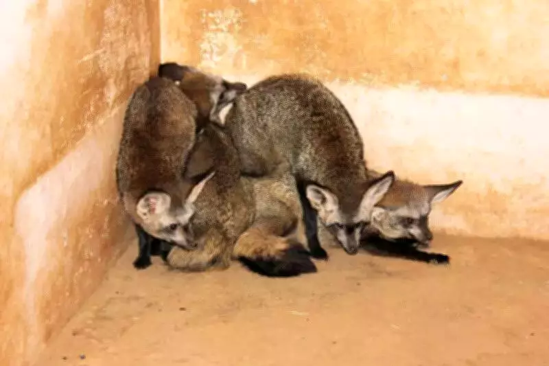 Kolhapur Fox Attacks Spread Panic: Elderly Farmer, Child Injured in Daylight Assault