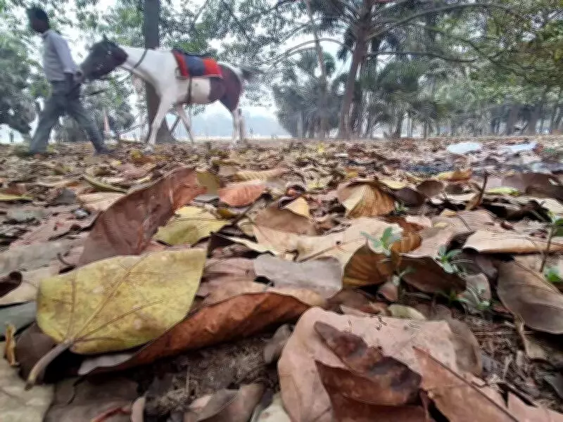 Kolkata's Spring Vanishes as Climate Change Brings Abrupt Heat Surge