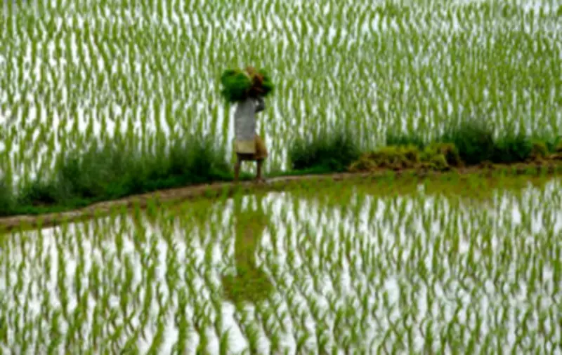 Koraput Farmers Demand Extension of Paddy Registration Deadline