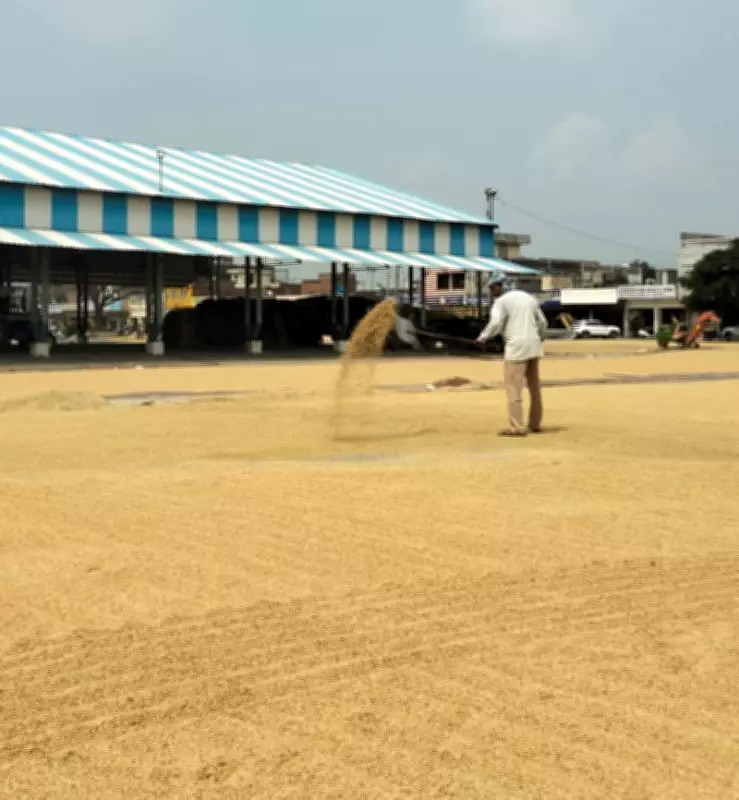 Kurukshetra Rice Mills Paddy Discrepancy Sparks Major Investigation