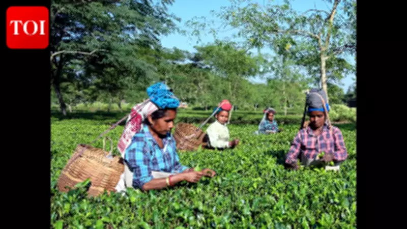 Land Pattas Emerge as Key Election Issue in Assam's Tea Belt, Impacting Lakhs of Workers