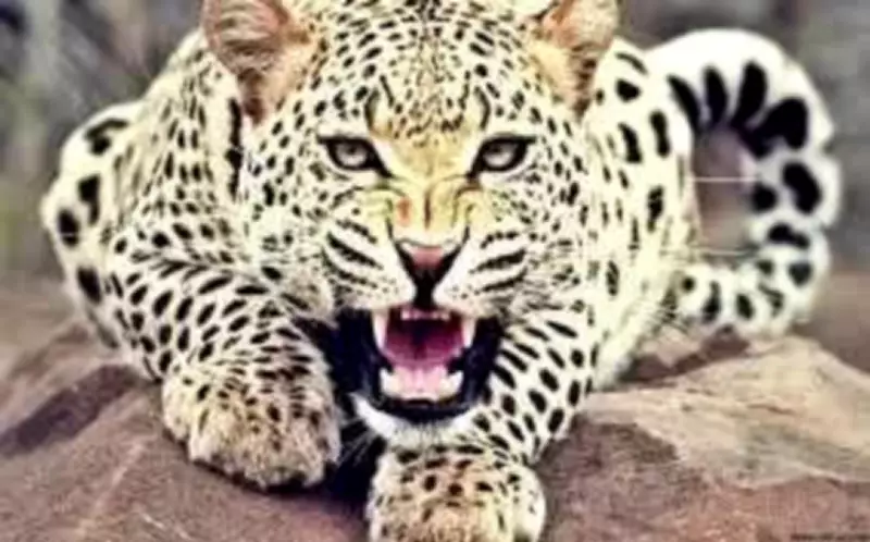 Leopard Attack in Bahraich: 7-Year-Old Girl Critically Injured, Saved by Brave Children