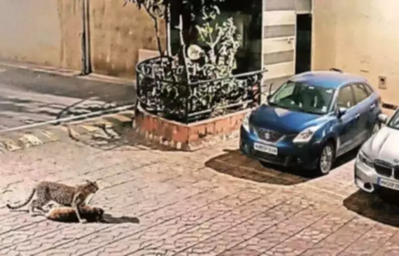 Leopard Enters Mumbai Housing Complex, Kills Stray Dog Near National Park