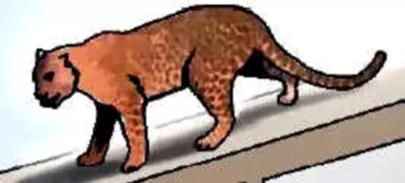 Leopard Sighting Sparks Panic in Kalaburagi Village After Dog Attack