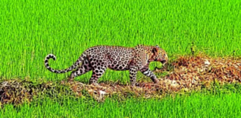 Leopard Sighting Sparks Panic in Katihar Villages, Forest Department Launches Search