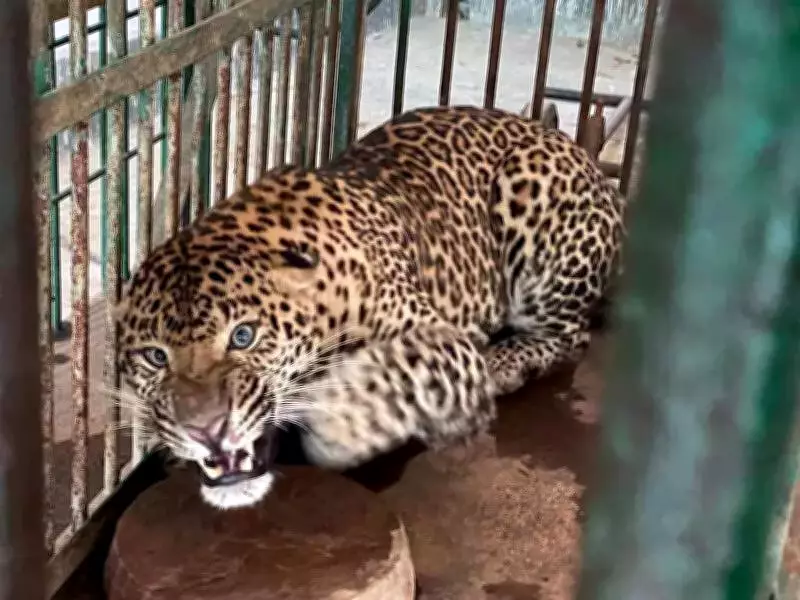 Leopard That Killed Girl in Lakhimpur Kheri Rescued, Now at Lucknow Zoo