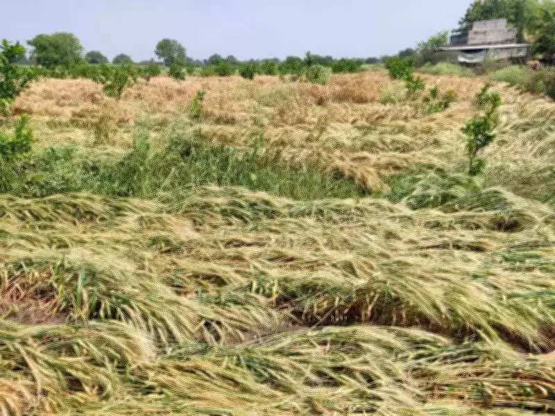 Lightning Strikes Kill 2, 41 Cattle in Marathwada; Unseasonal Rains Wreak Havoc