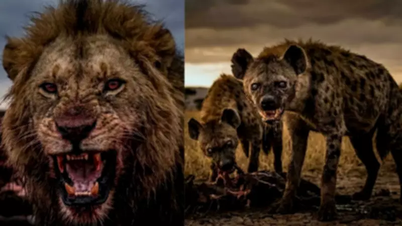 Lions vs Hyenas: The Ultimate Savanna Showdown of Strength vs Strategy
