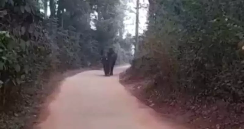 Lone Elephant Rampage in Madikeri Village Damages Auto, Coffee Plants
