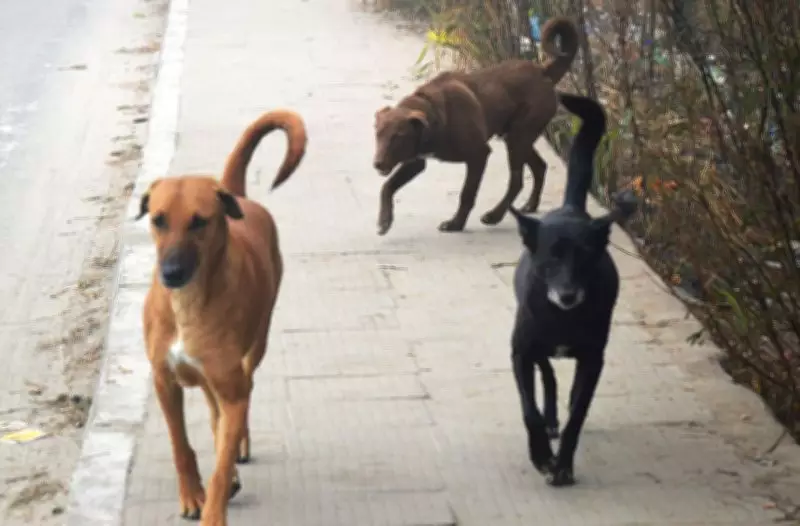 Ludhiana Civic Body Struggles with Stray Dog Menace, Single Vehicle for Hundreds of Complaints