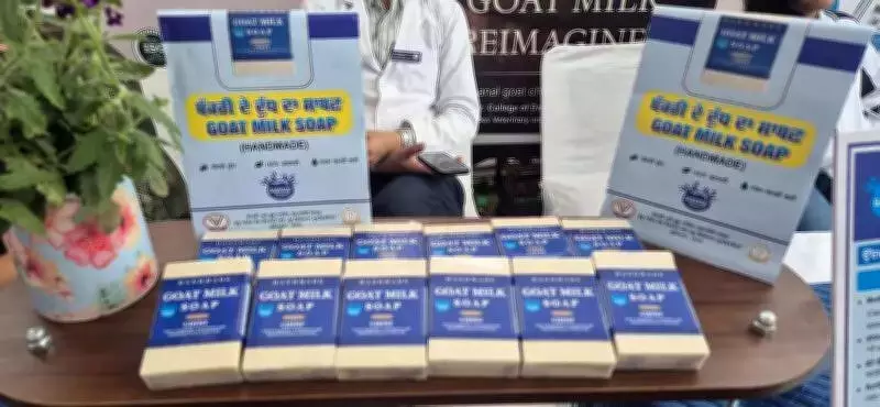 Ludhiana Scientists Create Goat-Milk Soap to Stabilize Farmers' Income