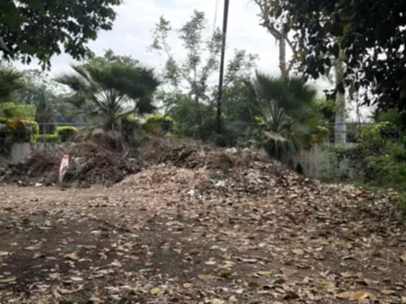 Ludhiana's Leaf Burning Crisis: Civic Body Plans Horticulture Plant Solution