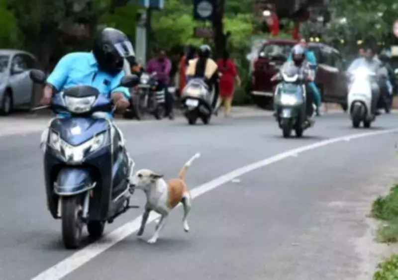 Ludhiana's Stray Dog Control Program Stalls as Tender Delay Continues