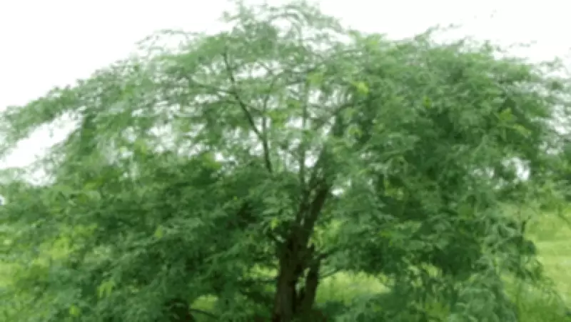 Madras High Court Orders Eradication of Invasive Seemai Karuvelam Species Across Tamil Nadu