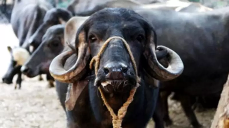 Maharashtra Cow Vigilantes Force Truck Helper to Eat Dung in Disturbing Attack