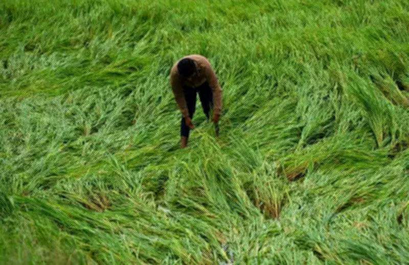 Maharashtra Farmers Face Double Blow: Unseasonal Rains Damage 1,439 Hectares of Rabi Crops
