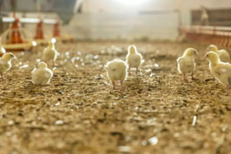 Maharashtra Farmer's Poultry Empire Earns Oxford University Invitation