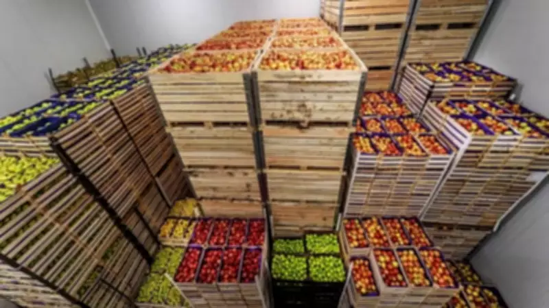 Maharashtra Fruit Exports Crippled by West Asia Conflict, 1,000 Containers Stranded