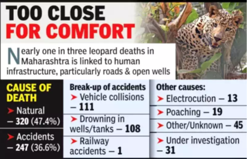 Maharashtra Loses 675 Leopards in 5 Years, Accidents and Poaching Top Causes