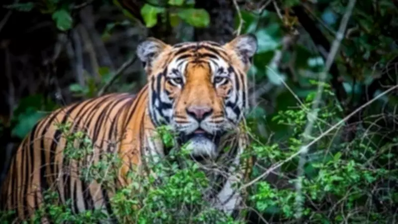 Maharashtra Tiger Population Rises to 444 Amid Forest Cover Decline