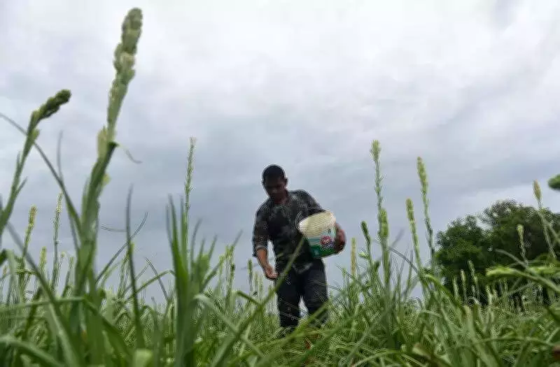 Maharashtra's Natural Farming Mission Aims to Transform 5 Lakh Hectares