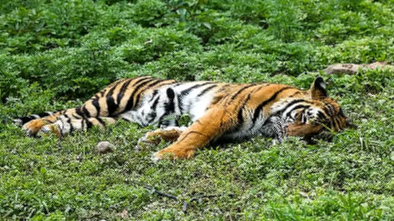 Male Tiger Succumbs to Illegal Snare Trap in Karnataka's Mysuru Forest