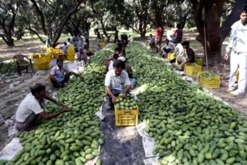 Malihabad Farmers Use Chemical Cultar for Mango Yields, Scientists Warn of Risks