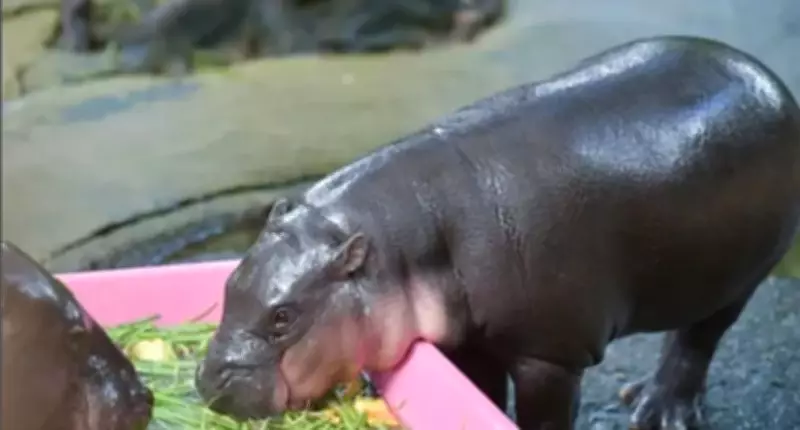 Man Arrested for Trespassing into Pygmy Hippo Moo Deng's Enclosure at Thai Zoo