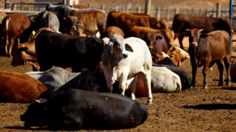 Mangaluru Police Bust Illegal Cattle Slaughter Racket, Seize 205 Kg Beef