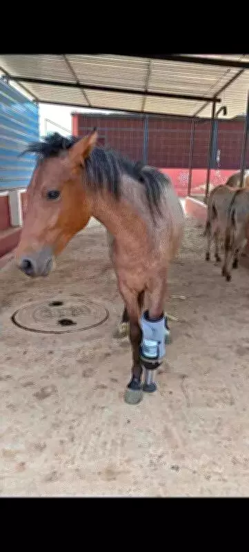 Mare Walks Again with Custom Prosthetic Limb After Amputation in Mysuru