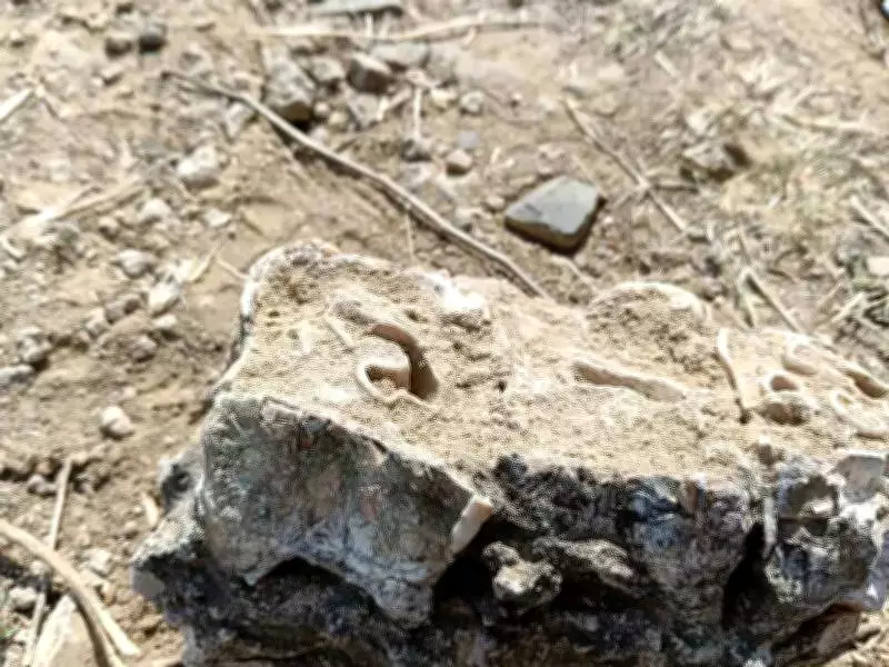 Massive Proboscidean Fossil Discovery in MP's Sidhi Hills Could Rewrite Prehistory