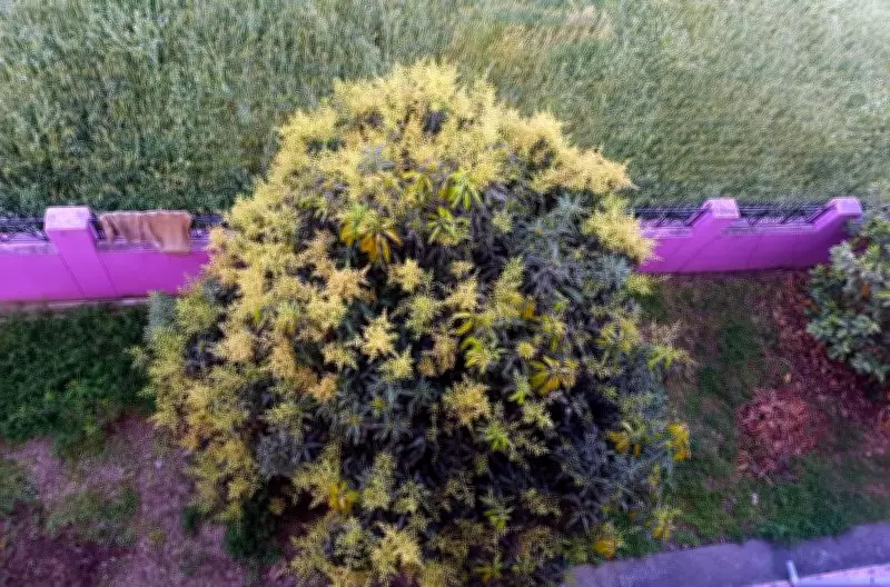 Mid-March Rains in Kangra Boost Mango Crop Yield, Experts Advise Disease Control