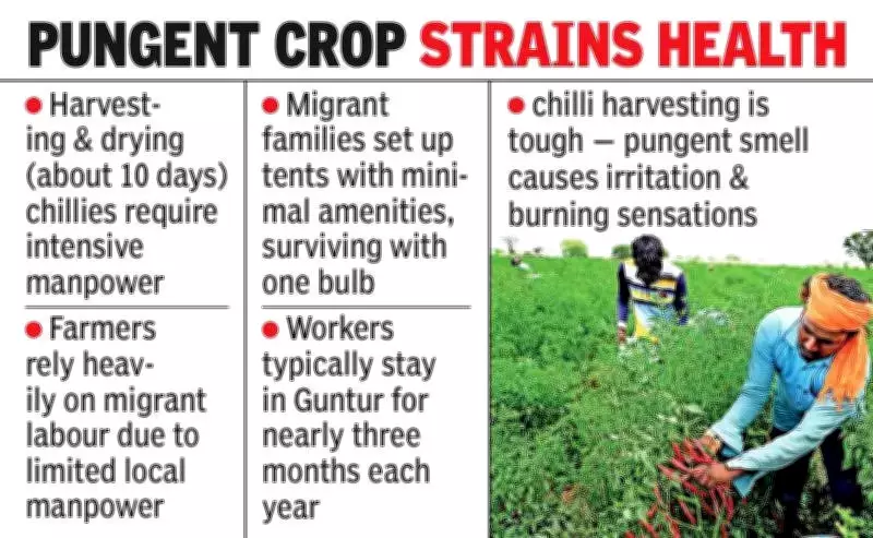 Migrant Workers Flock to Guntur for Chilli Harvest Amid Regional Economic Disparities