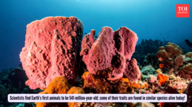 MIT Scientists Discover Earth's First Animals Were 541-Million-Year-Old Sea Sponges